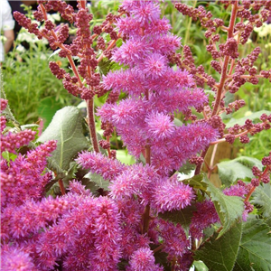 Astilbe Chinensis 'Little Visions In Pink'